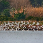 orbetello03