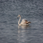 orbetello08