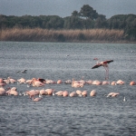 orbetello11