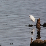 orbetello20